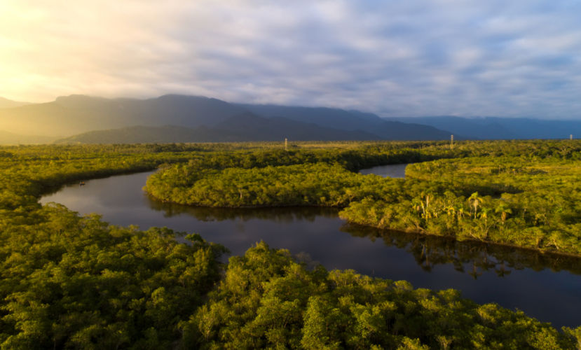 No Matagal De Uma Floresta Densa. Fundo Das Árvores Da Floresta