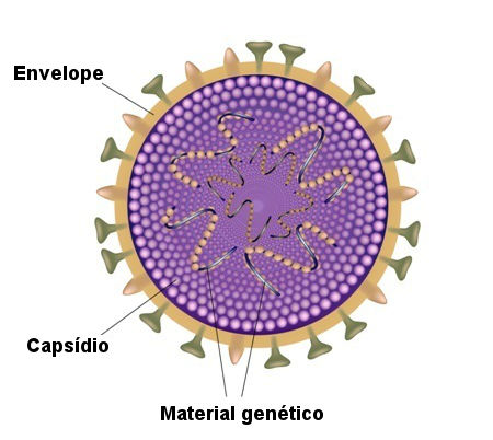 Observe atentamente as principais partes dos vírus.