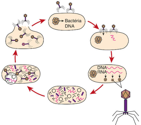 Observe acima o ciclo reprodutivo de um vírus bacteriófago.