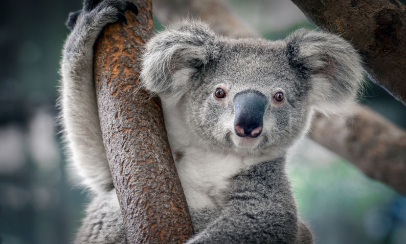 O coala é um mamífero pertencente à mesma ordem dos wallabies e cangurus.