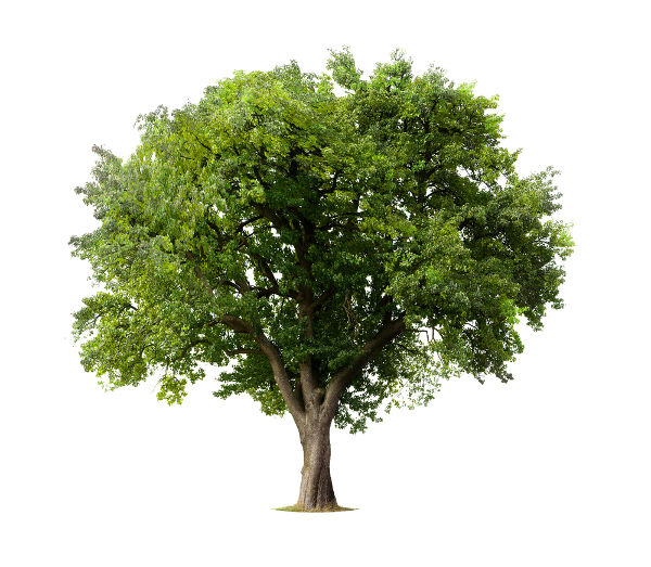 Imagem ilustrativa de uma árvore.