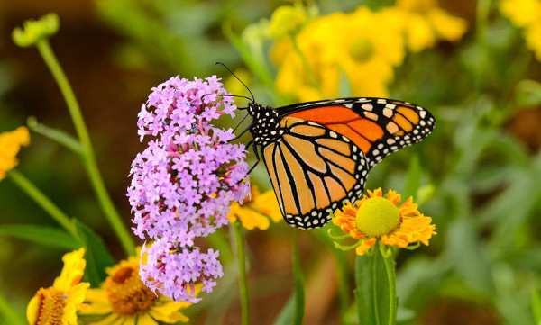 Imagem de uma borboleta nas flores do campo.