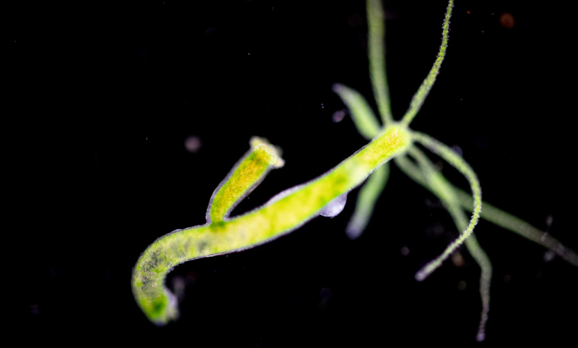 Invertebrados características grupos e habitat Escola