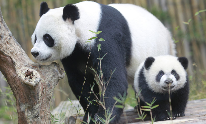 URSO-PANDA: características, alimentação e habitat