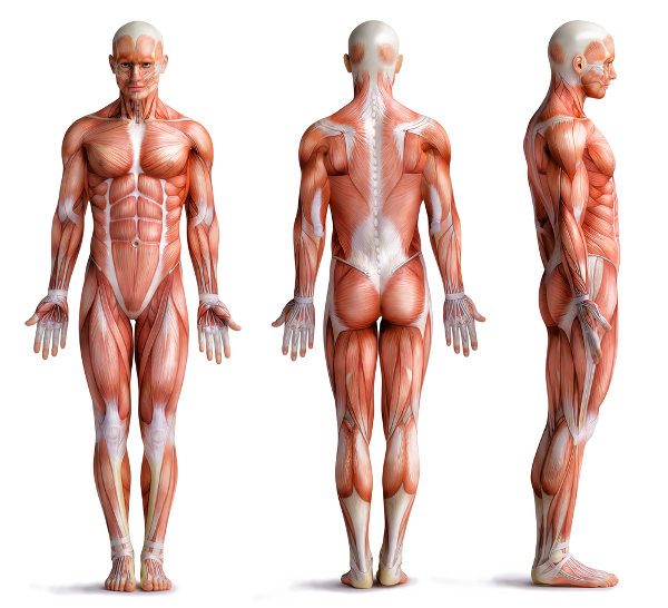 Três ilustrações do corpo humano e seu tecido muscular