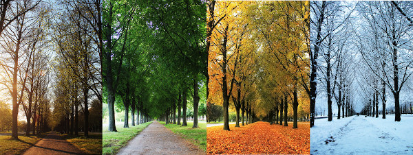 Paisagem alterada de acordo com as estações do ano: verão, primavera, outono e inverno.