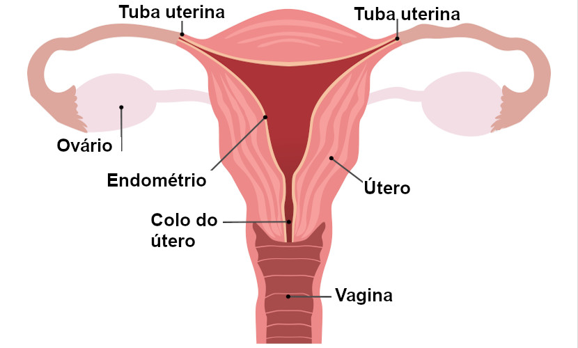 SOLUTION: Resumo do Sistema reprodutor feminino 2 - Studypool
