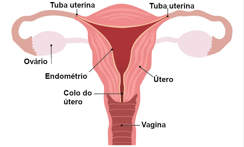 Caça-palavras: Corpo Humano - Sistema Reprodutor - com respostas 