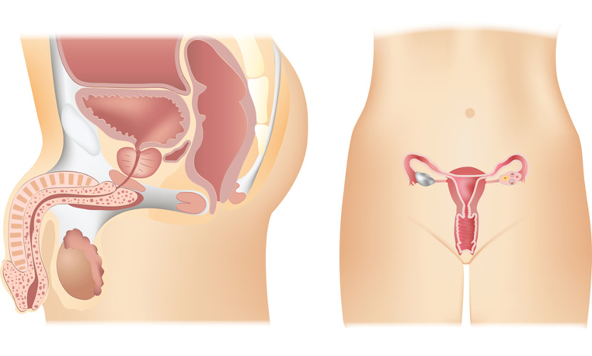 Imagem representativa do sistema reprodutor masculino e feminino.