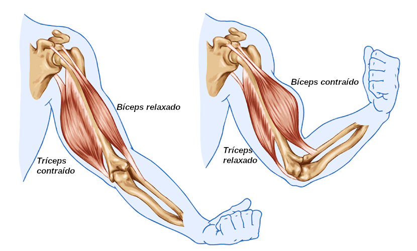 Sistema locomotor: conceito, problemas, importância - Escola Kids