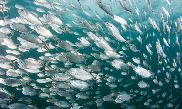 Alguns peixes formam cardumes, enquanto outros apresentam hábito solitário.