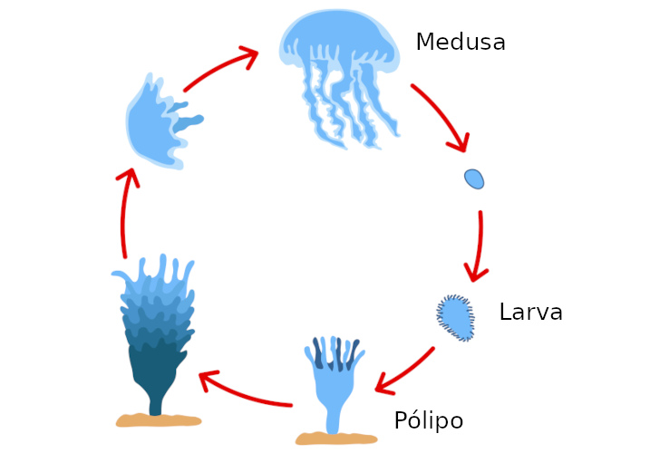 invertebrados cnidarios