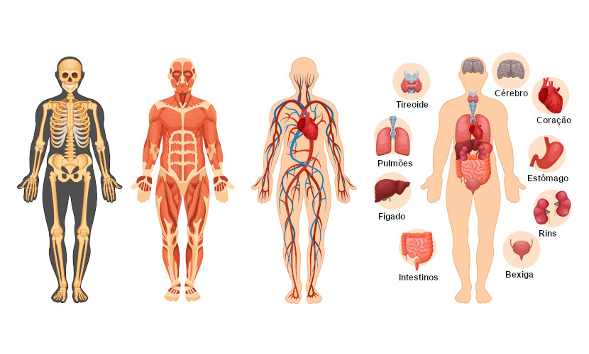 O nosso corpo é formado por uma série de órgãos e sistemas que garantem o funcionamento adequado do organismo.