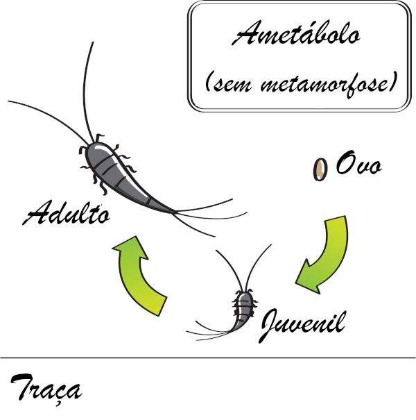 Nos insetos ametábolos, não ocorre metamorfose.