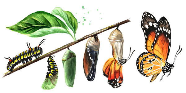 Ilustração mostrando o processo de metamorfose de uma borboleta.