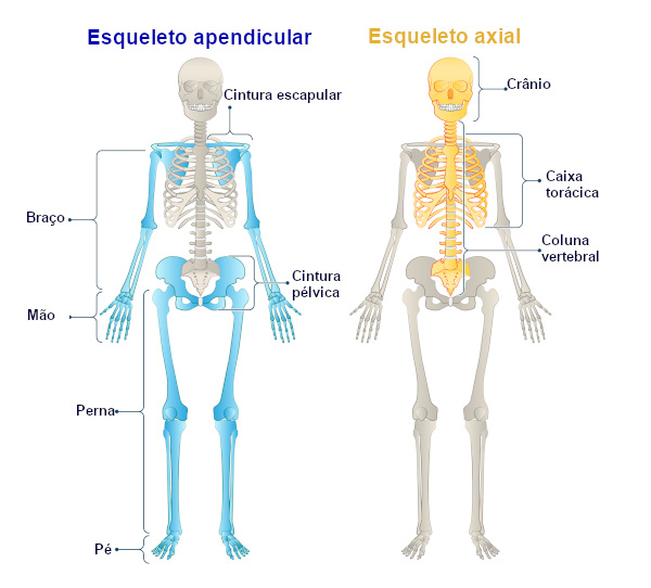 Sistema esquelético: funções e tipos de ossos - Escola Kids