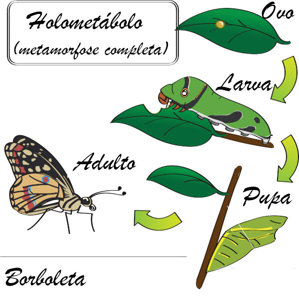 Ilustração mostrando o processo de metamorfose de uma borboleta ( holometábolo).