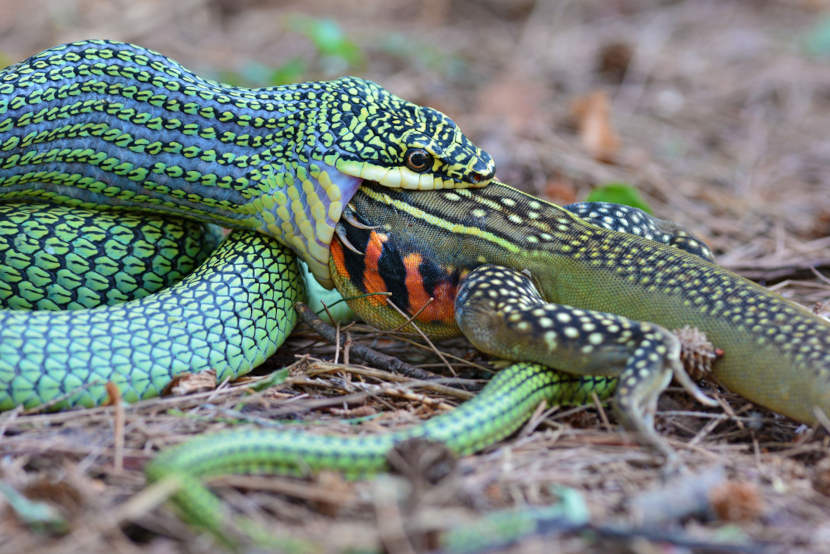 Cobra ou serpente? Qual o nome correto: cobra ou serpente? - Escola Kids