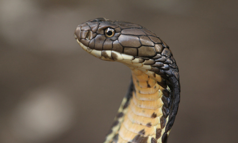 Imagem de uma serpente em fundo escuro.