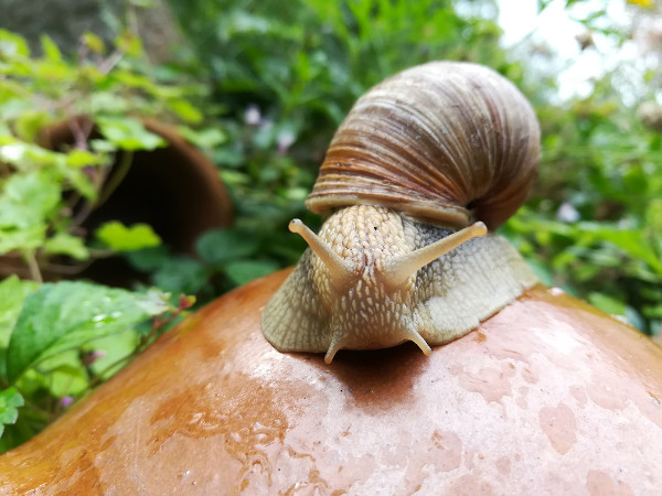 Molusco