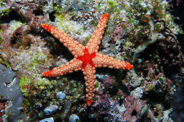 Equinodermo