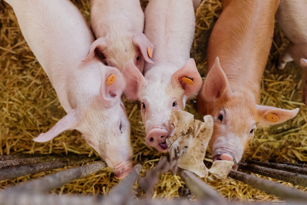 Cavalo: características gerais, alimentação, resumo - Escola Kids