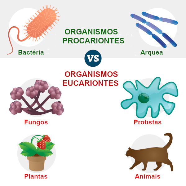 Imagem representativa dos organismos procariontes.