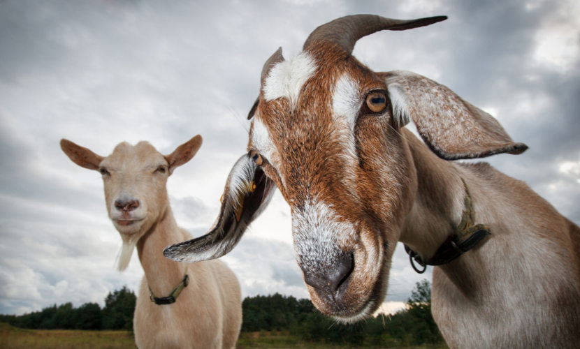 Todos os animais fazem parte do reino Animalia.
