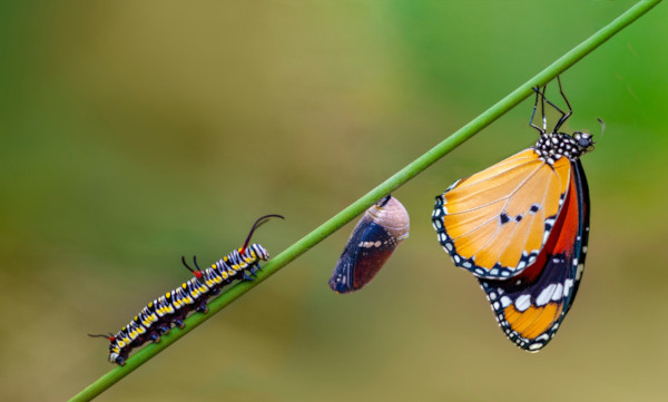 Lagarta, casulo e borboleta em um galho em referência à metamorfose das borboletas.