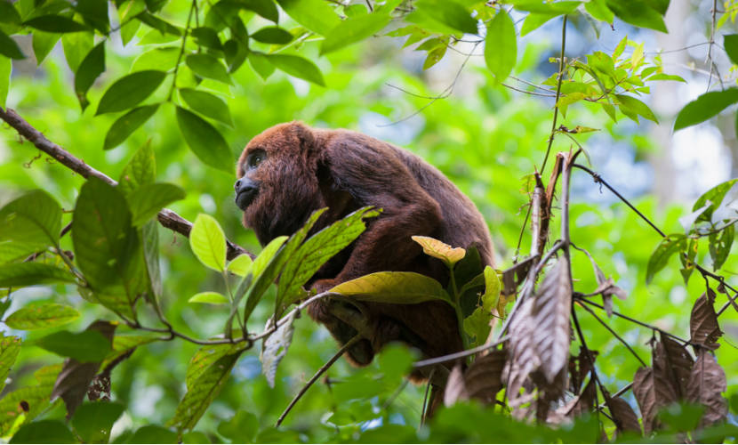 Macaco-aranha - ecologia, características, fotos - InfoEscola