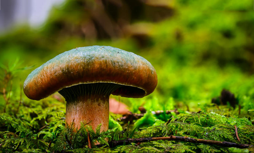 Cogumelos, bolores e leveduras fazem parte do reino Fungi.