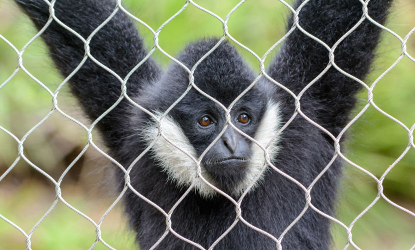 Macaco-aranha-de-cara-branca (Ateles marginatus)