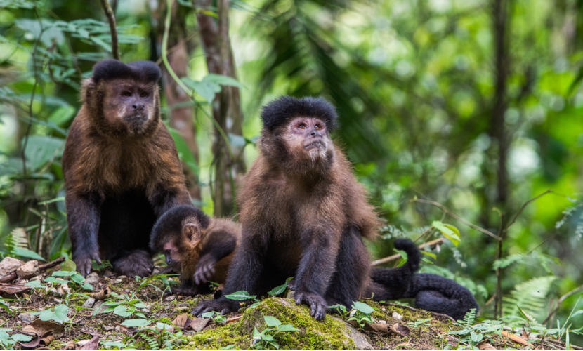 Macacos fofos com a família macaco closeup macacos vivendo na selva