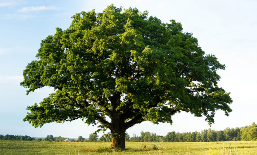 Os vegetais fazem parte do reino Plantae.