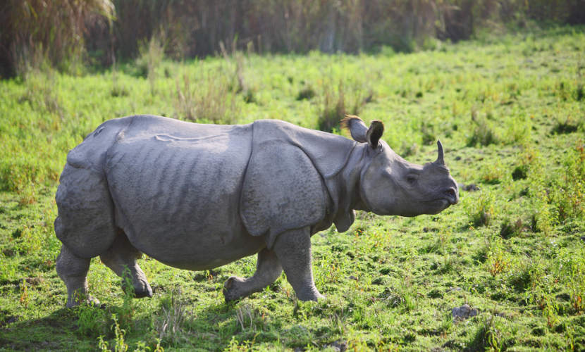 O rinoceronte-indiano apresenta apenas um corno.
