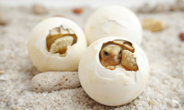 Animais ovíparos saindo dos ovos.