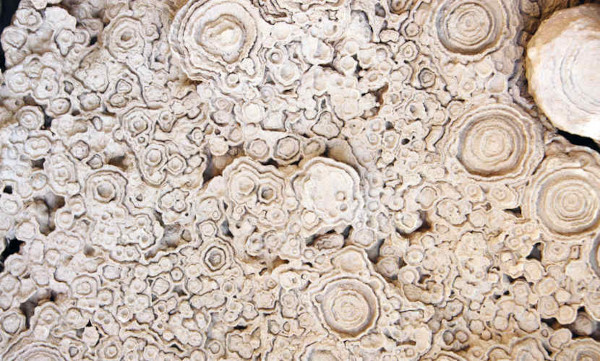 Imagem de Estromatólito fóssil petrificado (cianobactérias, algas verde-azuladas).