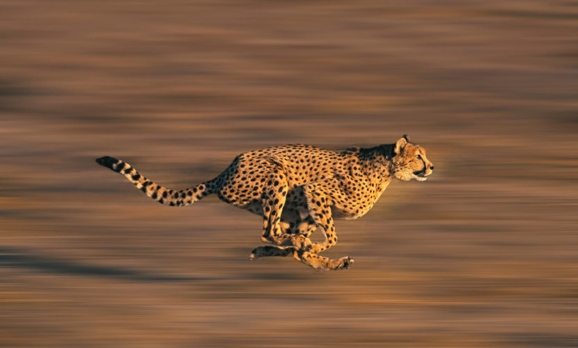 A velocidade do guepardo auxilia na captura da presa.