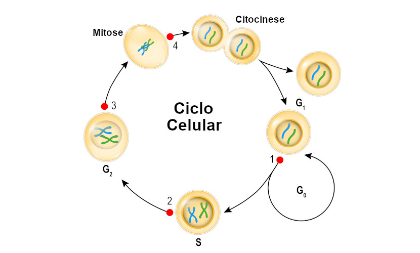 Meiose: resumo, fases e diferenças da mitose - Toda Matéria