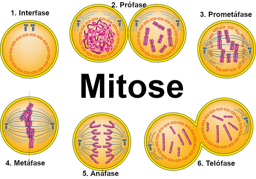 Resumo de Ciclo Celular: diferentes fases e divisão! - Sanar Medicina