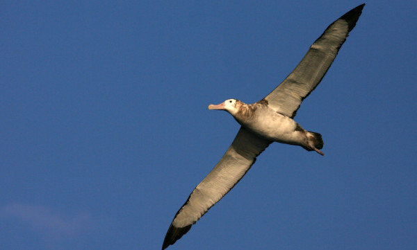 O albatroz apresenta um voo que se caracteriza pelo baixo gasto de energia.