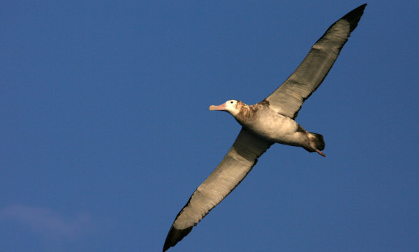 Albatroz-gigante está presente durante todo o ano em mares brasileiros