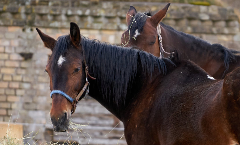 Os cavalos são mamíferos herbívoros não ruminantes.