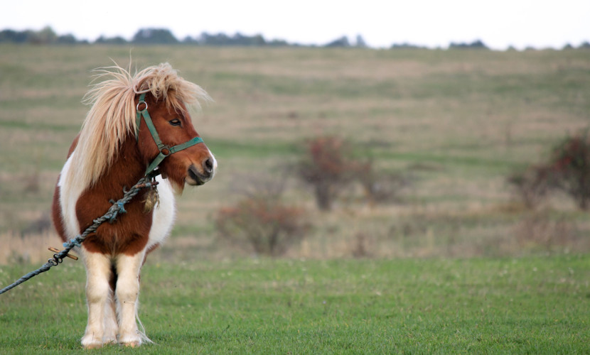 Cavalo: características gerais, alimentação, resumo - Escola Kids