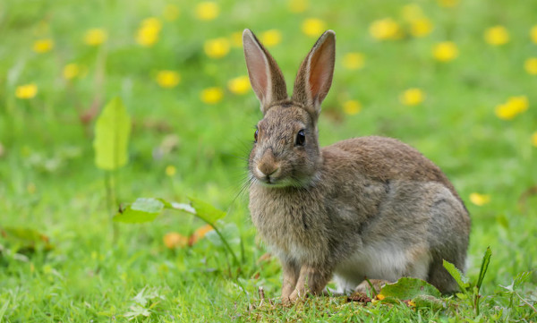 Os coelhos são animais herbívoros encontrados em várias regiões do planeta.