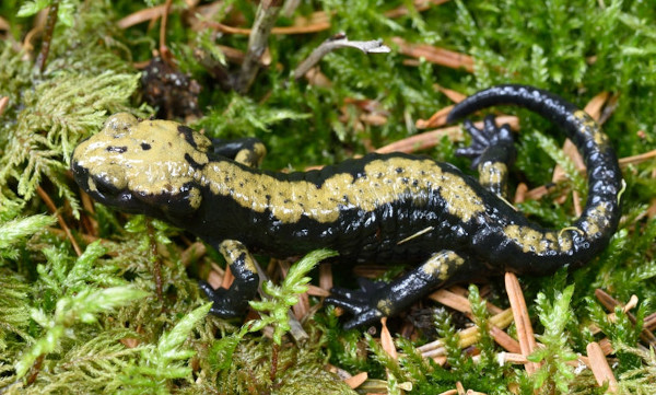 As salamandras são anfíbios que possuem cauda.