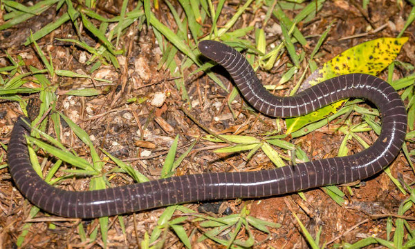 Cobra de 7 cabeças é o anúncio da volta de Cristo?