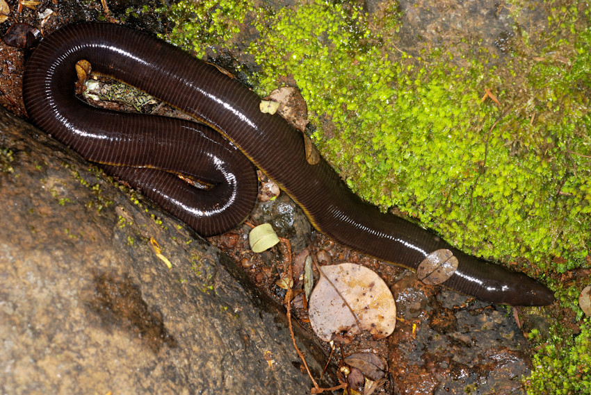 Maior cobra do Brasil não quebra ossos de presas, como se pensa, Terra da  Gente