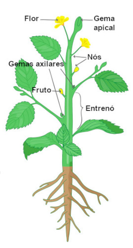 vegetais de caule subterrâneos