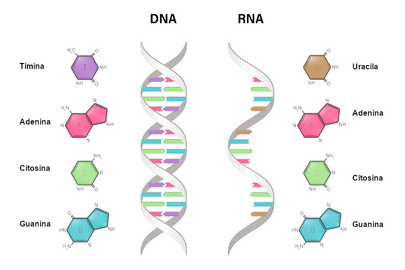 Nucleotídeo: composição, estrutura do DNA e do RNA - Escola Kids